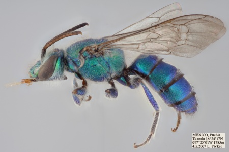 [Pseudaugochlora graminea male (lateral/side view) thumbnail]
